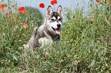 SIBERIAN HUSKY 141